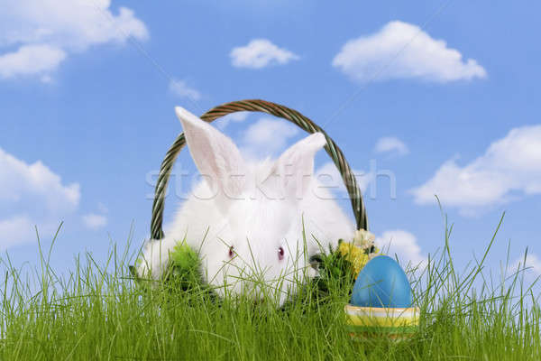 Húsvét nyúl húsvéti tojás égbolt fű háttér Stock fotó © Ariusz