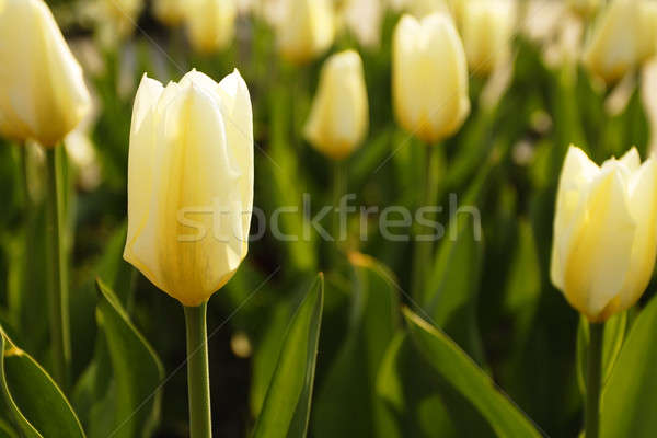 Tulipan mój mum kwiaty przestrzeni czerwony Zdjęcia stock © Ariusz