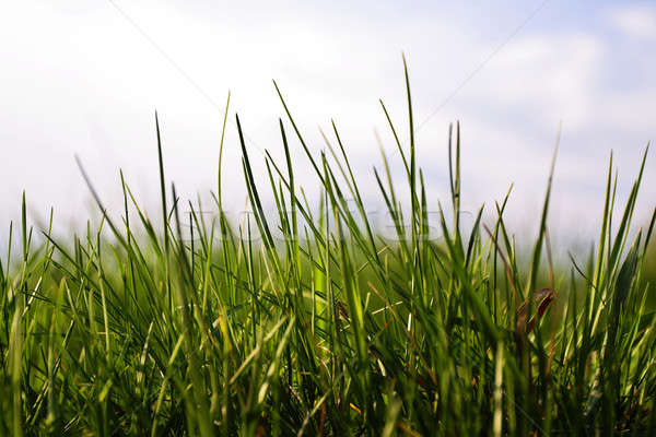 Grass Stock photo © Ariusz