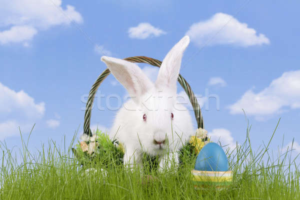 Húsvét nyúl húsvéti tojás égbolt fű háttér Stock fotó © Ariusz