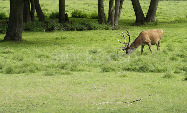 Arbre bois domaine parc cerfs prairie [[stock_photo]] © Ariusz