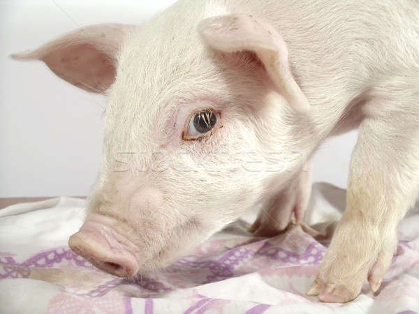 Porc famille ferme vie drôle blanche [[stock_photo]] © Ariusz