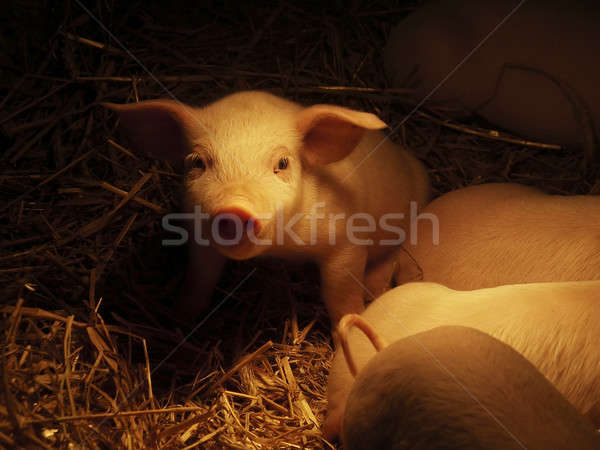 Pig 05 Stock photo © Ariusz