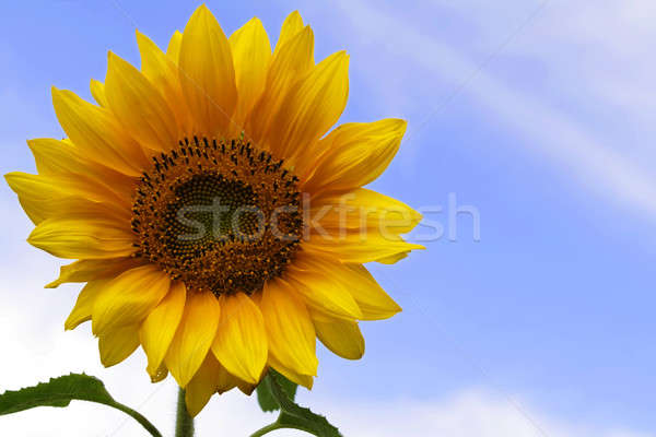 Sunflower Stock photo © Ariusz