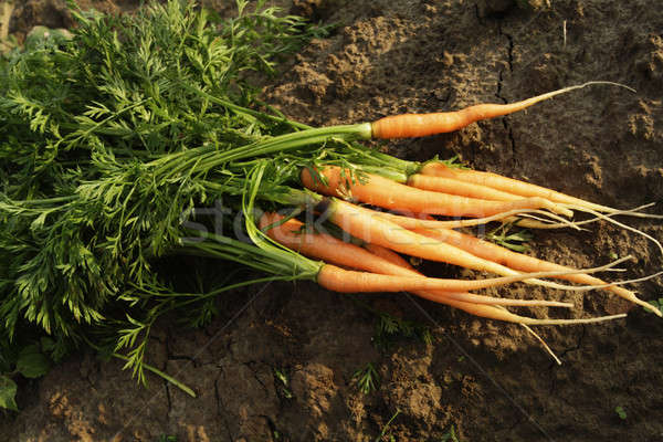 carrots 3 Stock photo © Ariusz