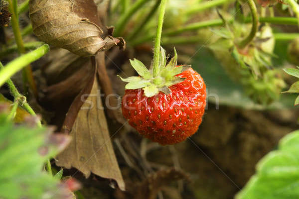 strawberry 1 Stock photo © Ariusz