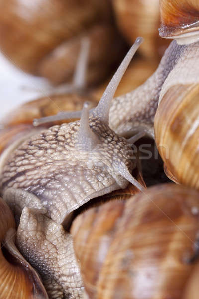 Caracol comestible mejor naturaleza Shell Foto stock © Ariusz