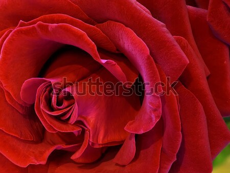 Rose fleurs coeur art bleu groupe [[stock_photo]] © Ariusz