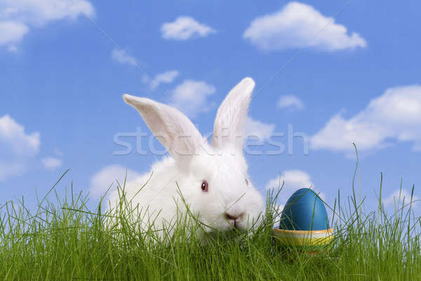 Pâques lapin œuf de Pâques ciel herbe fond [[stock_photo]] © Ariusz