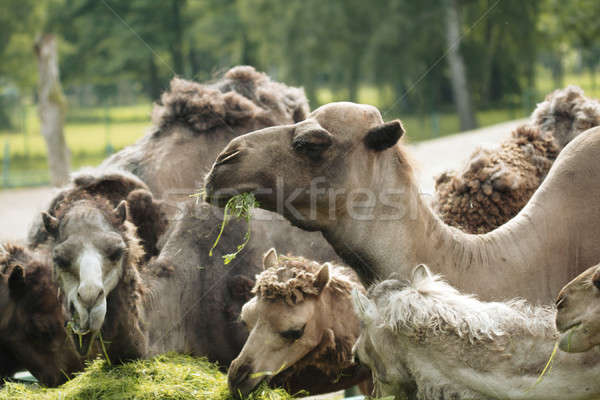 Camelos alimentação grama jardim zoológico comida natureza Foto stock © Ariusz