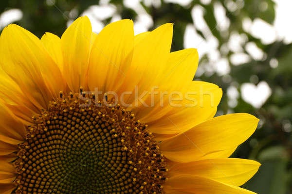 Tournesol visage nuages soleil nature [[stock_photo]] © Ariusz