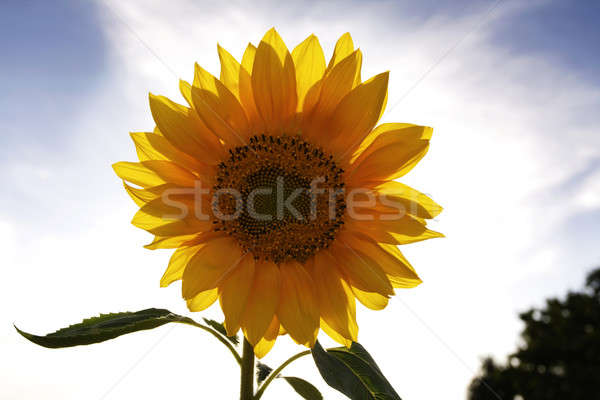 Sunflower Stock photo © Ariusz