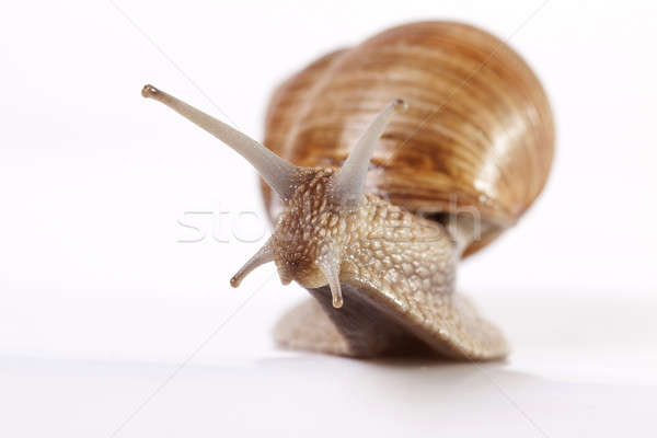 Escargot comestibles isolé fond blanc nature shell [[stock_photo]] © Ariusz