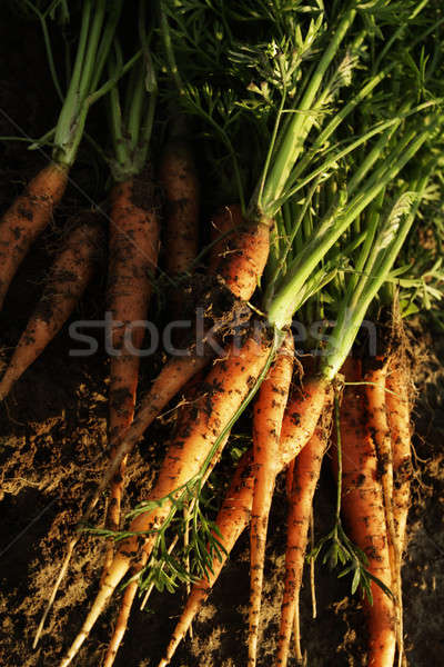 Carottes alimentaire vert légumes manger cuisson [[stock_photo]] © Ariusz