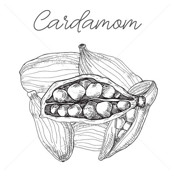 Cardamom isolated on white background. Hand drawn vector illustration. Stock photo © Arkadivna