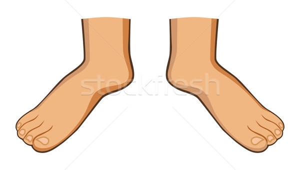 Twee geïsoleerd voet vinger menselijke been Stockfoto © arlatis