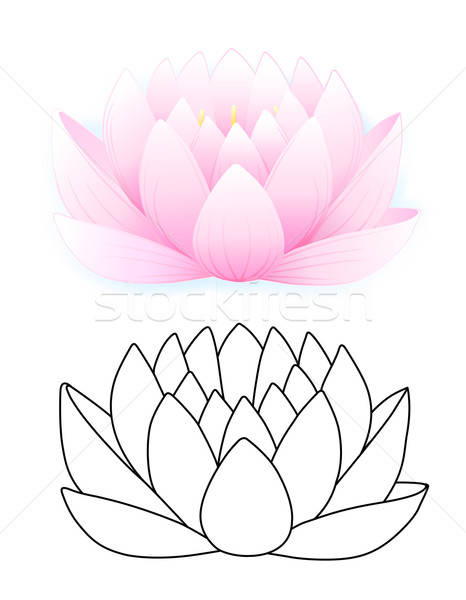 Roz lotus izolat alb crin macro Imagine de stoc © arlatis