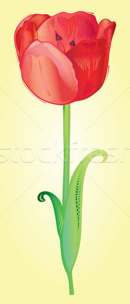 Voorjaar tulp natuur schoonheid groene Rood Stockfoto © arlatis