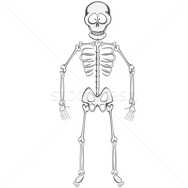 Skelett Kumpel funny Maskottchen stehen lächelnd Stock foto © arleevector