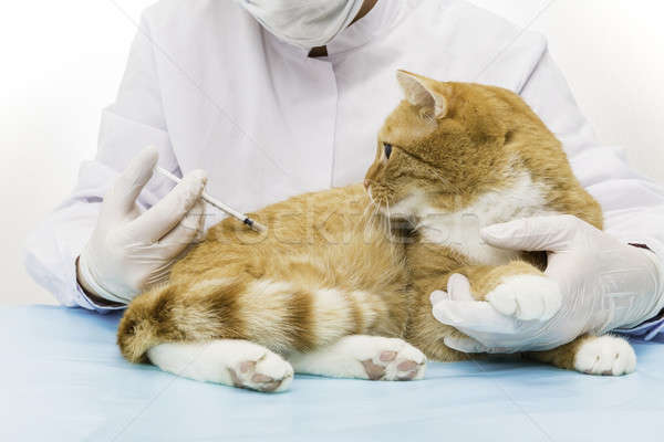 Сток-фото: больным · красный · кошки · врач · вливание · больницу
