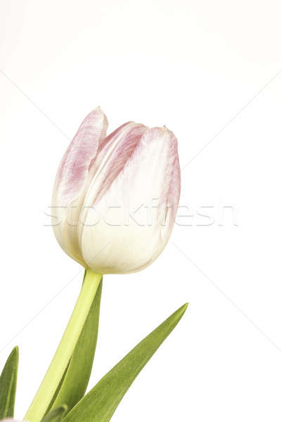 Foto stock: Rosa · branco · flor · em · pé · sozinho