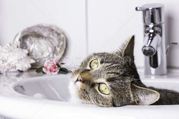 Macska néz ki mosdókagyló tigris megnyugtató Stock fotó © armin_burkhardt