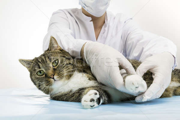 Orvos macska állatorvos kezelés jelentkezik öntet Stock fotó © armin_burkhardt