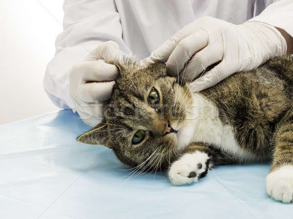 Medicul veterinar ureche tigru pisici medic păr Imagine de stoc © armin_burkhardt