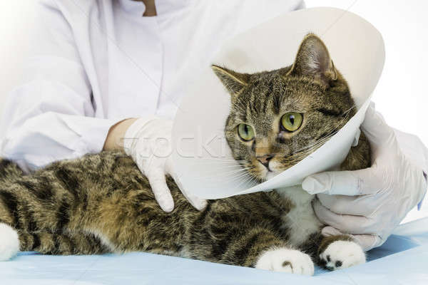tiger cat at the doctor Stock photo © armin_burkhardt
