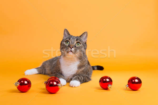 Vidám karácsony idő barna tigris macska Stock fotó © armin_burkhardt