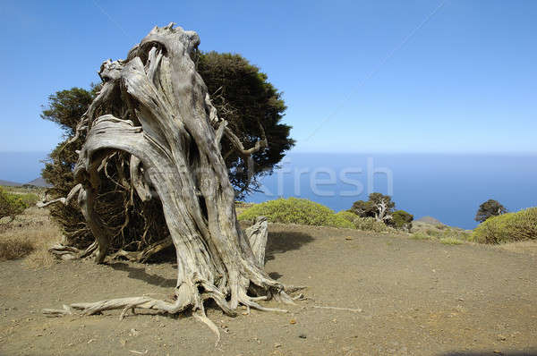Juniperus phoenicea Stock photo © arocas