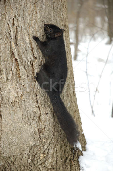 Squirrel Stock photo © arocas