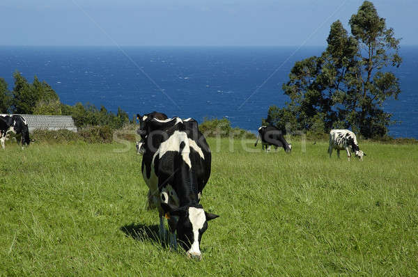 Cow near the sea Stock photo © arocas