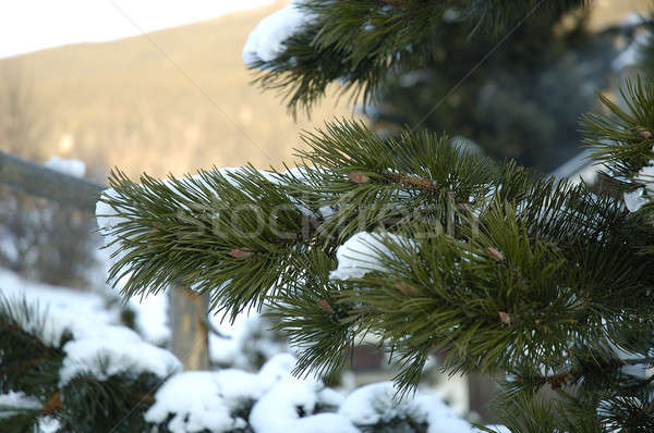 Neve árvore água folha Foto stock © arocas