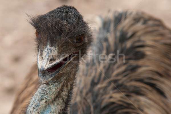 Grande africano pássaro boca Foto stock © arocas