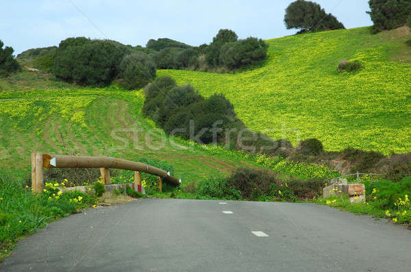 Ilha flor árvore campo ponte azul Foto stock © arocas