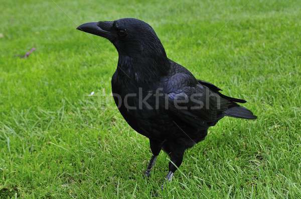 Corvo ordem aves Foto stock © arocas