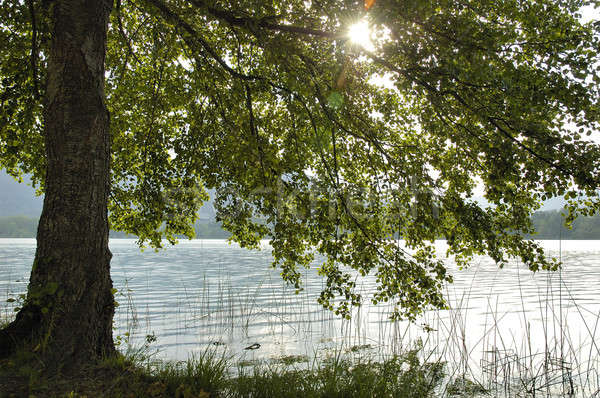 Lago pôr do sol sol onda planta Foto stock © arocas
