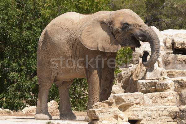 Elefante grande mamífero África Foto stock © arocas