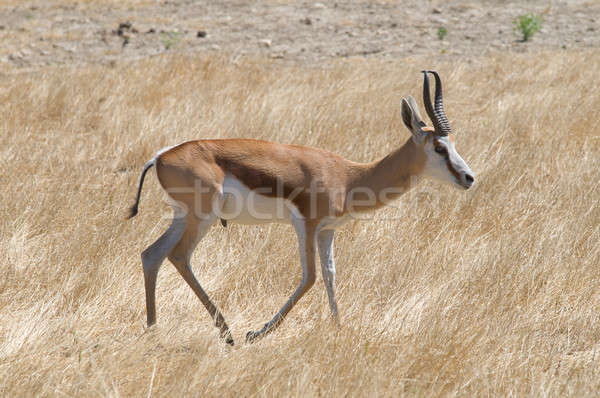 Cara pé ouvido nariz chifre Foto stock © arocas