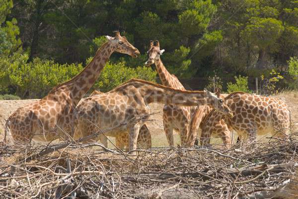 Giraffa camelopardalis peralta Stock photo © arocas