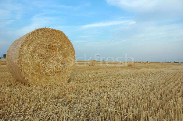 Foto stock: Paja · paca · campo · azul · nube