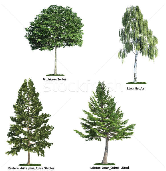 Ingesteld vier bomen geïsoleerd zuiver witte Stockfoto © arquiplay77