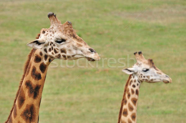 Iki zürafa portre kafa zürafalar çim Stok fotoğraf © arquiplay77