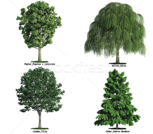 set of trees isolated on white Stock photo © arquiplay77