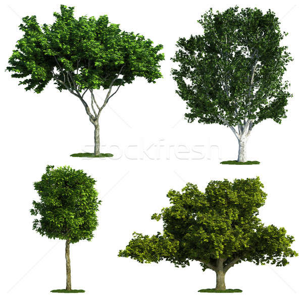 Quatre arbres isolé pur blanche [[stock_photo]] © arquiplay77