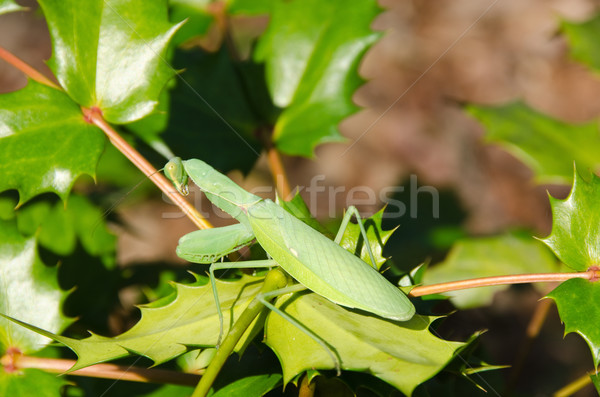 Green praying mantis Stock photo © Arrxxx