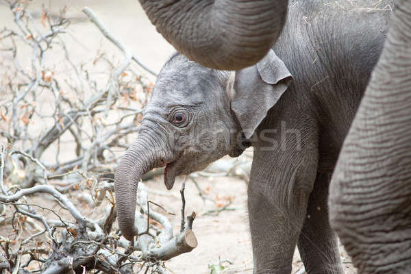 Baby elefante asian piedi vicino madre Foto d'archivio © Arrxxx