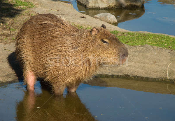 Capybara, Hydrochoerus hydrochaeris Stock photo © Arrxxx