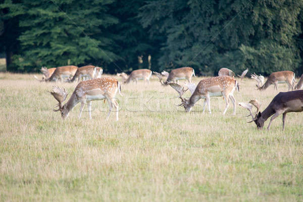 Prato foresta autunno campo cervo animale Foto d'archivio © Arrxxx